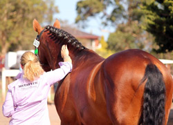 The Lusitano Horse